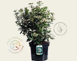 Viburnum tinus