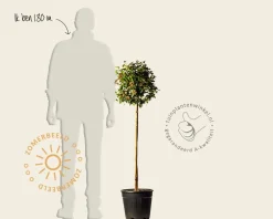 Viburnum tinus 'Eve Price' op stam