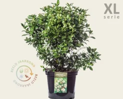 Viburnum tinus 'Eve Price' - XL