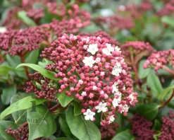 Viburnum tinus 'Gwenllian' - XL