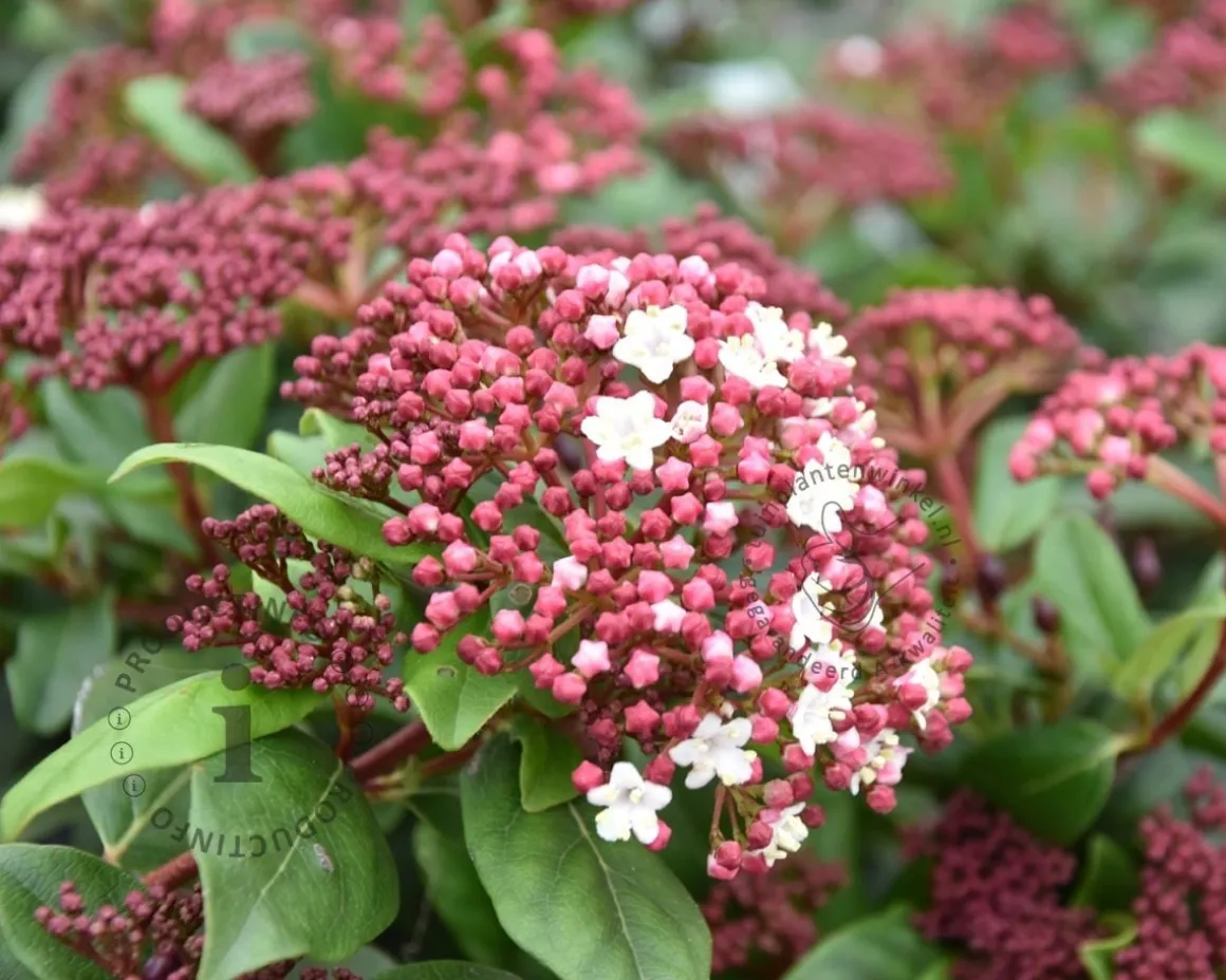 Viburnum tinus 'Gwenllian' - XL