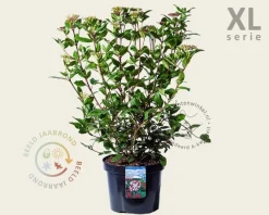 Viburnum tinus 'Gwenllian' - XL