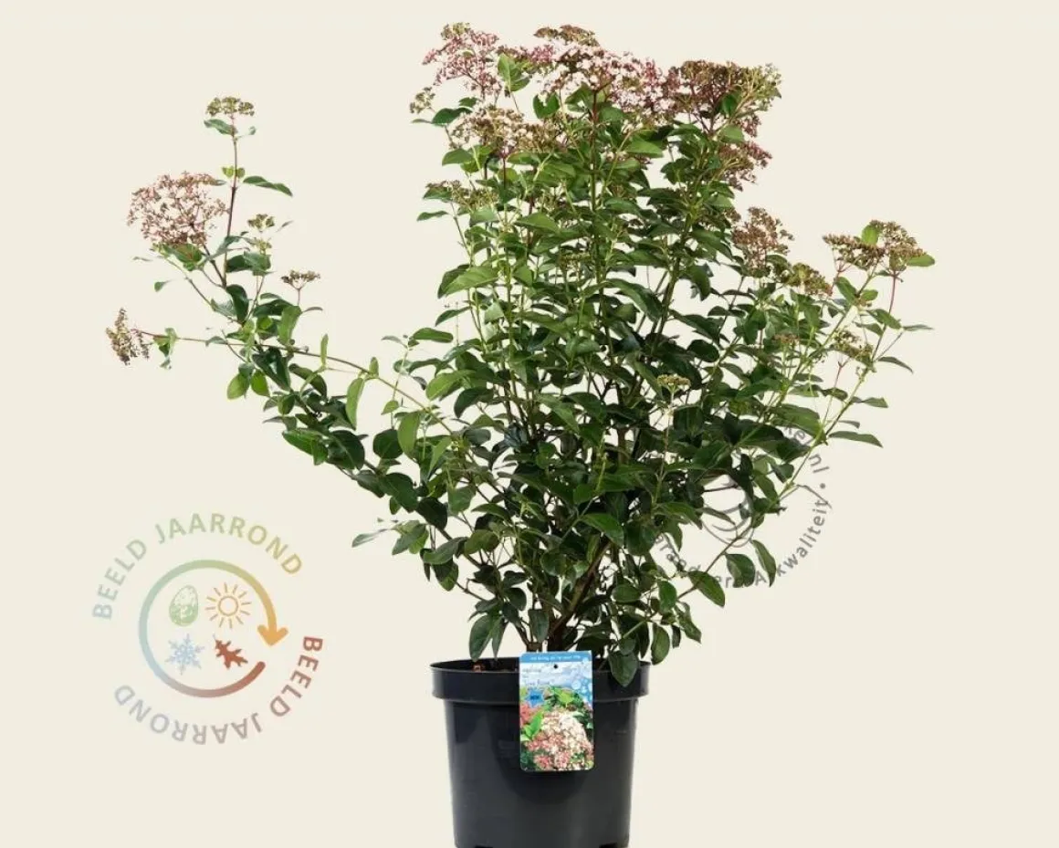 Viburnum tinus 'Lisarose'