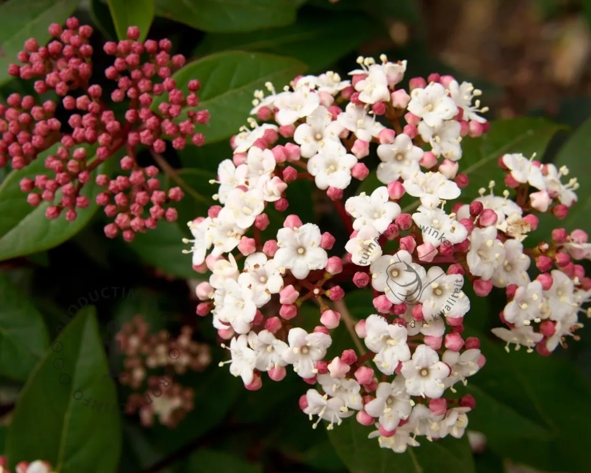 Viburnum tinus 'Lisarose'
