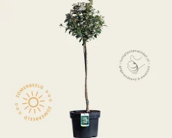 Viburnum tinus - op stam