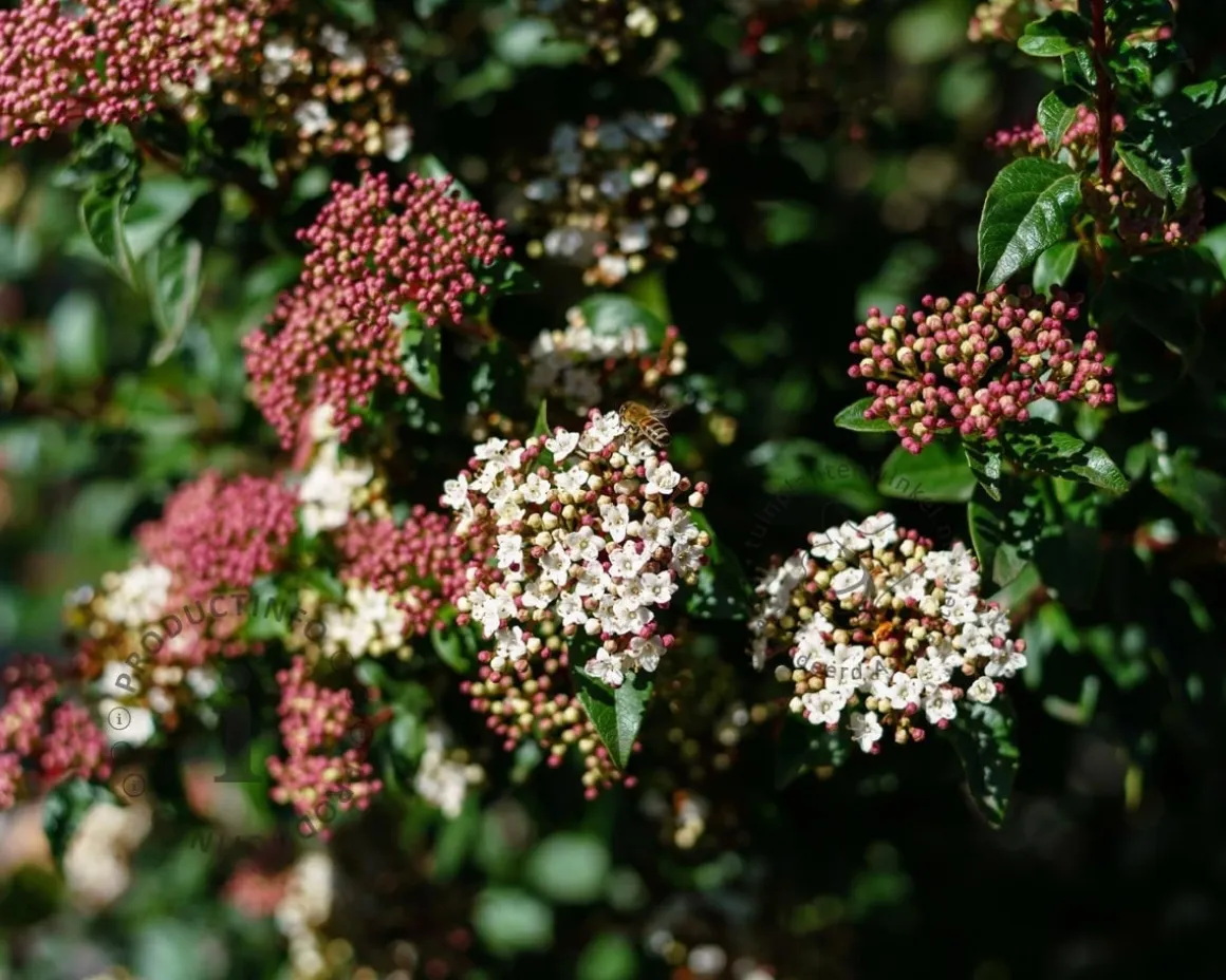 Viburnum tinus - op stam