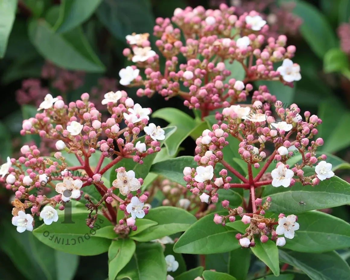 Viburnum tinus 'Spirit'