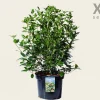 Viburnum tinus - XL
