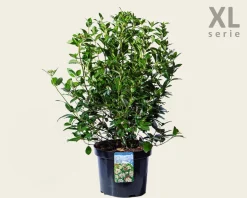 Viburnum tinus - XL