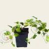 Vinca major