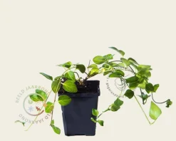 Vinca major