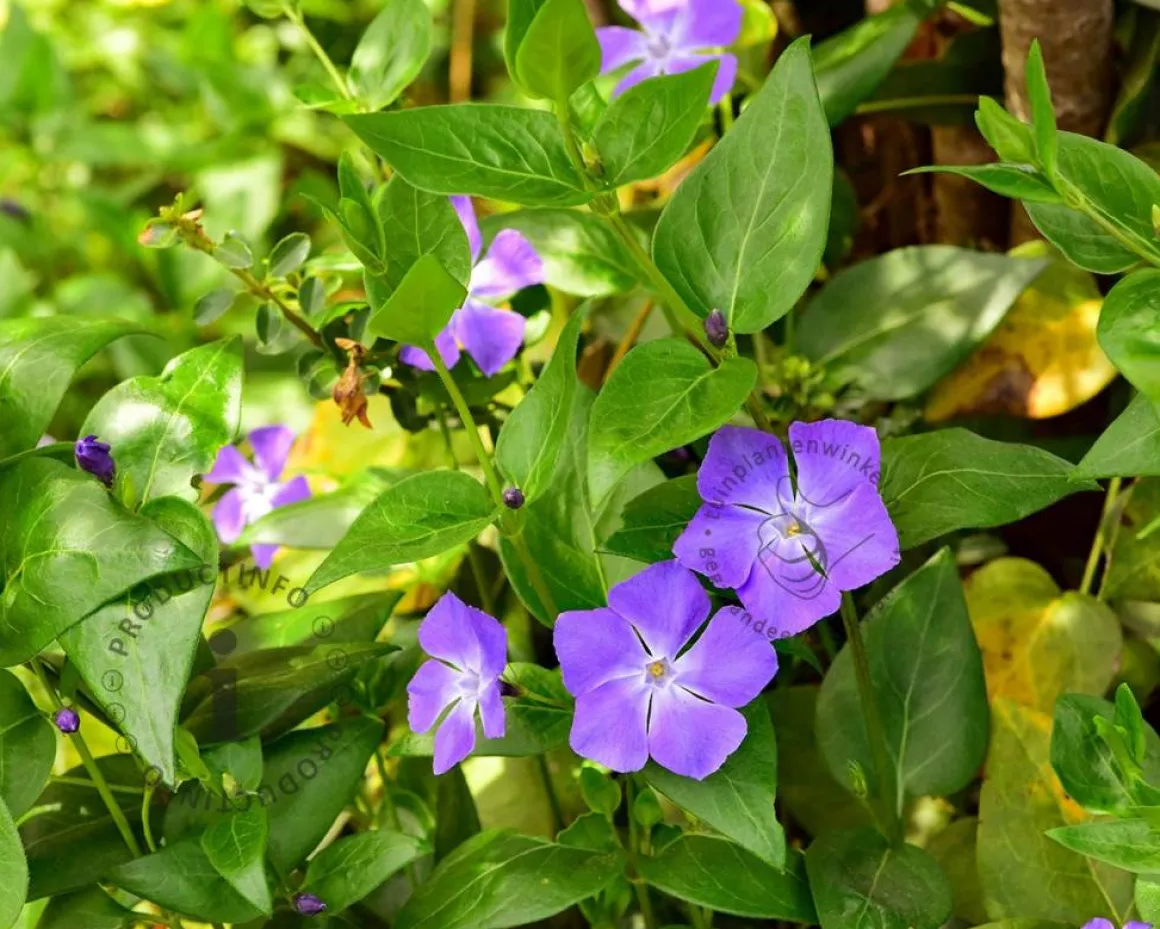 Vinca major