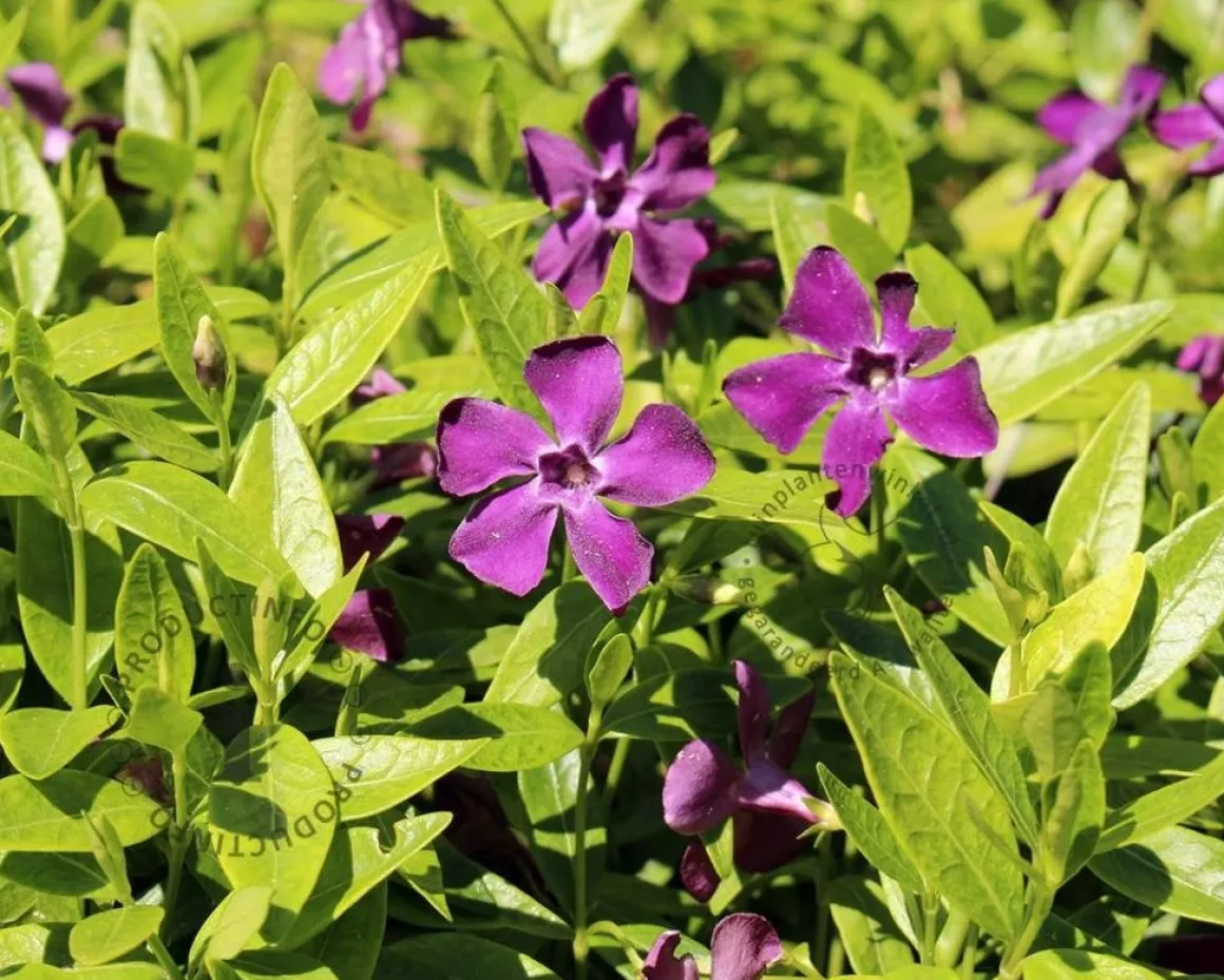 Vinca minor 'Atropurpurea'