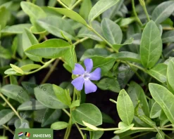 Vinca minor | Maagdenpalm