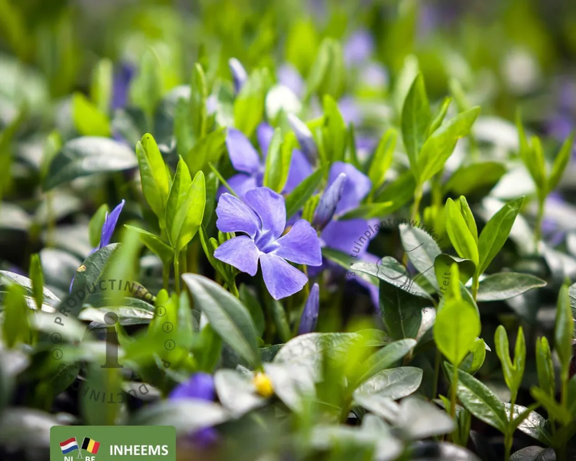 Vinca minor | Maagdenpalm