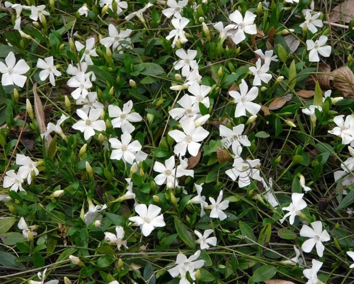 Vinca minor 'Miss Gertrude Jekyll'