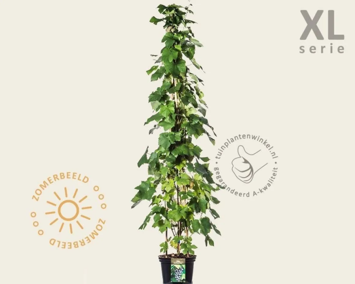 Vitis 'Boskoop Glory' - XL