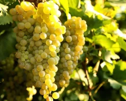 Vitis vinifera 'Bianca'