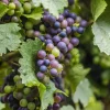 Vitis vinifera 'Boskoop Glory'