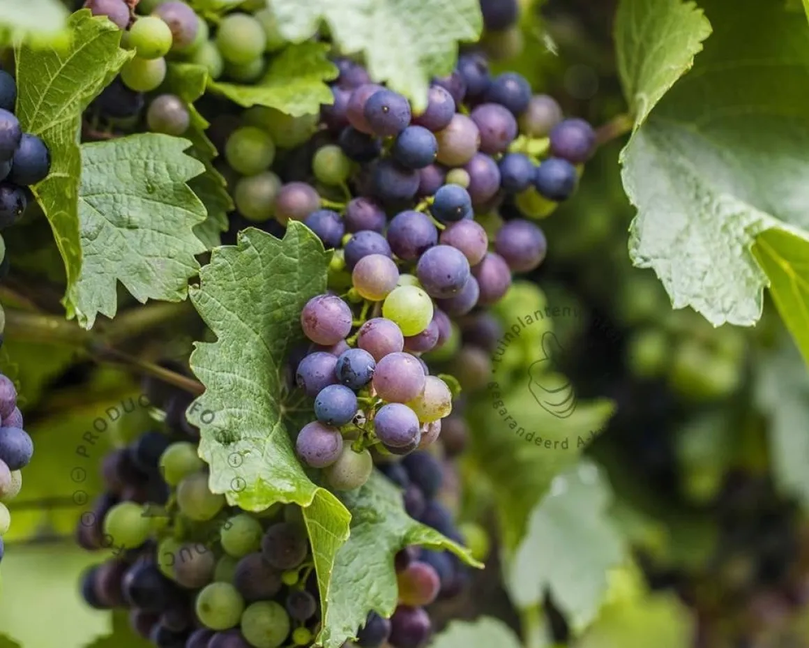 Vitis vinifera 'Boskoop Glory'