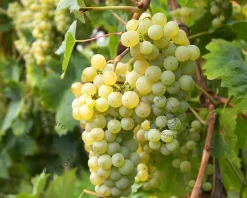 Vitis vinifera 'Fanny'