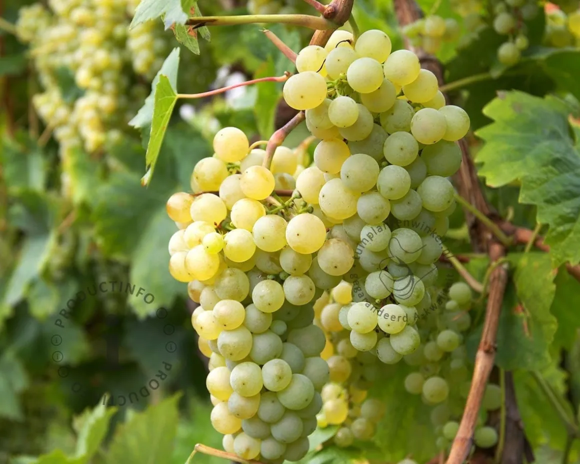 Vitis vinifera 'Fanny'