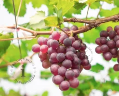 Vitis vinifera 'Heike'