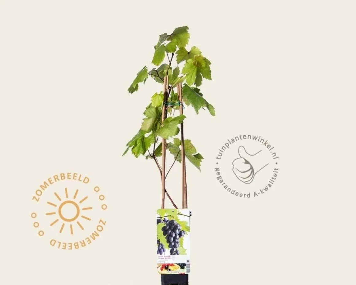 Vitis vinifera 'Heike'
