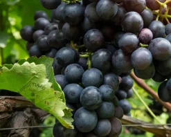 Vitis vinifera 'Muscat Blue'
