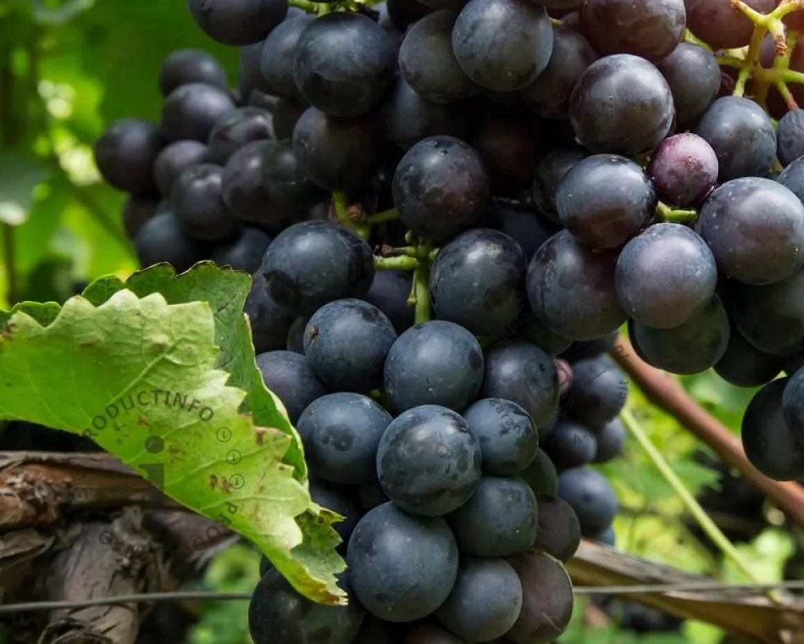 Vitis vinifera 'Muscat Blue'