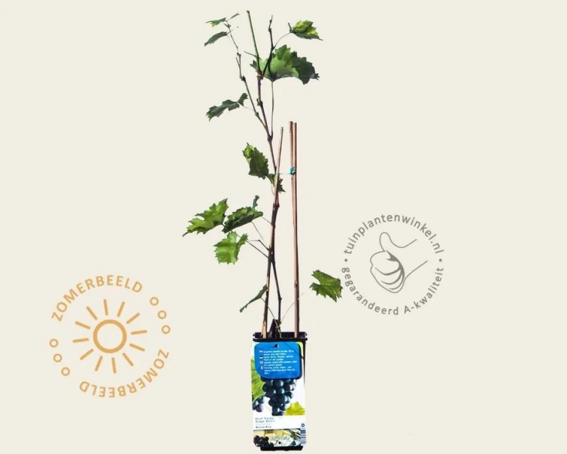 Vitis vinifera 'Muscat Blue'