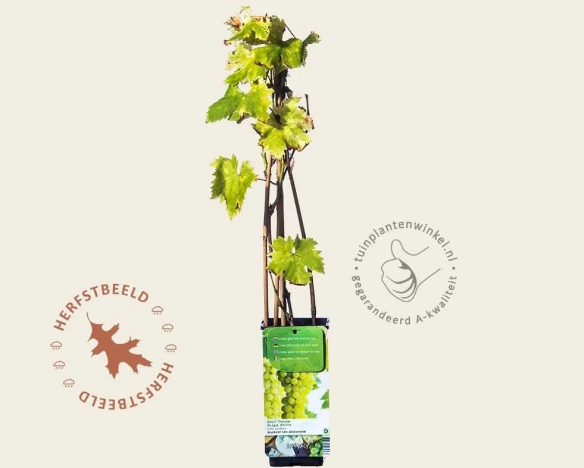 Vitis vinifera 'Muskaat van Alexandrië'