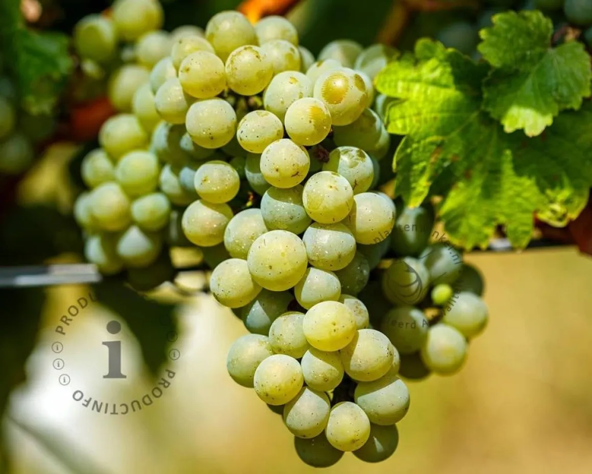 Vitis vinifera 'Muskaat van Alexandrië'
