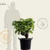 Vitis vinifera - oude druivenstronk
