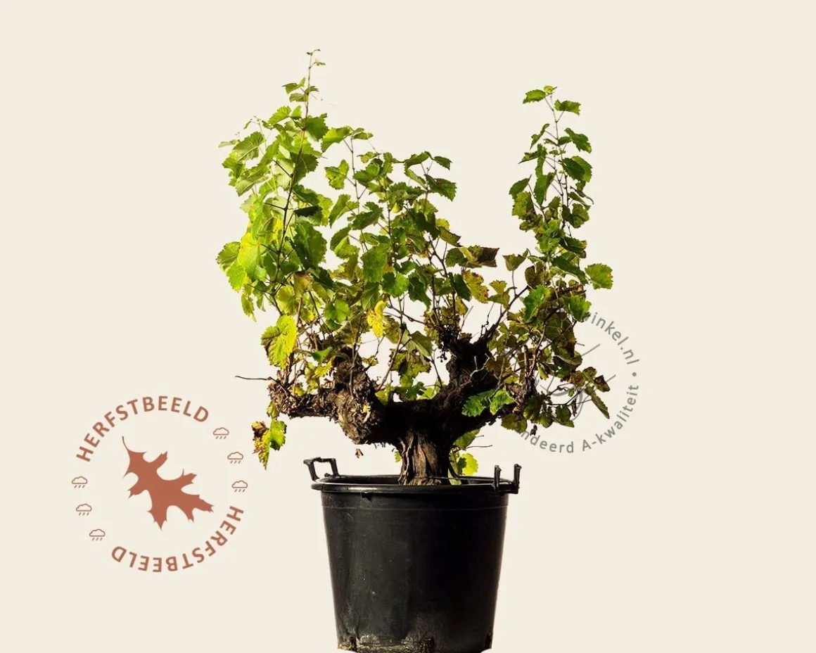 Vitis vinifera - oude druivenstronk