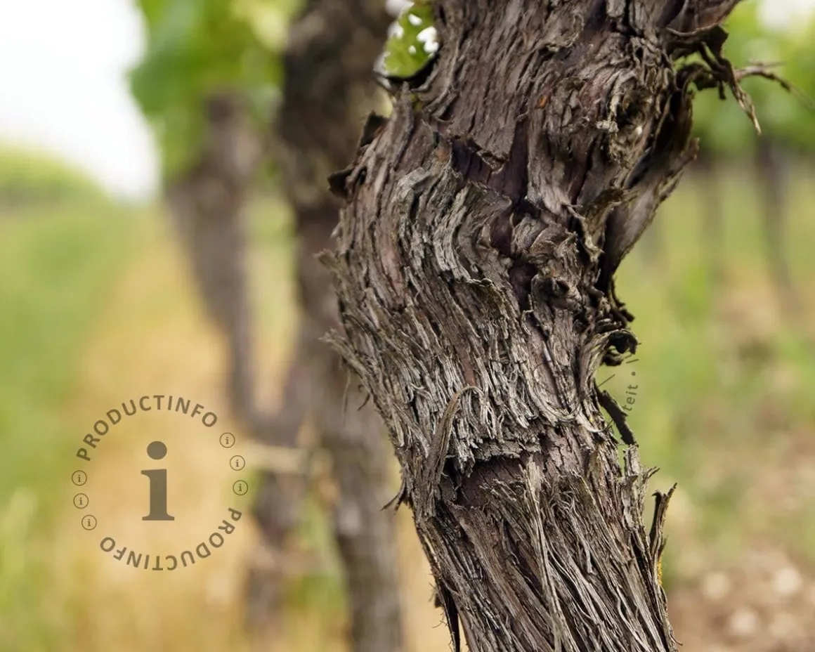 Vitis vinifera - oude halfstam 2-arm