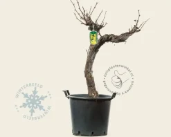 Vitis vinifera - oude laagstam 2-arm