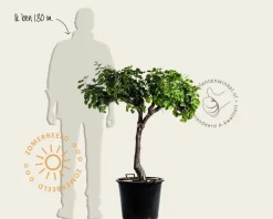 Vitis vinifera - oude laagstam 2-arm