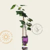 Vitis vinifera 'Regent'