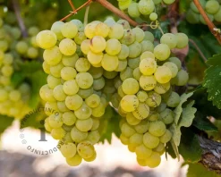 Vitis vinifera 'Solaris'