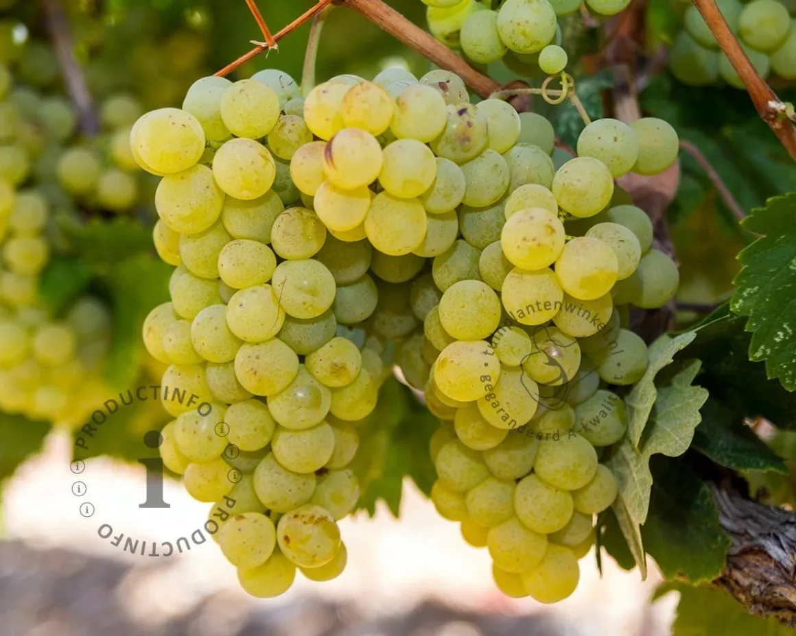 Vitis vinifera 'Solaris'