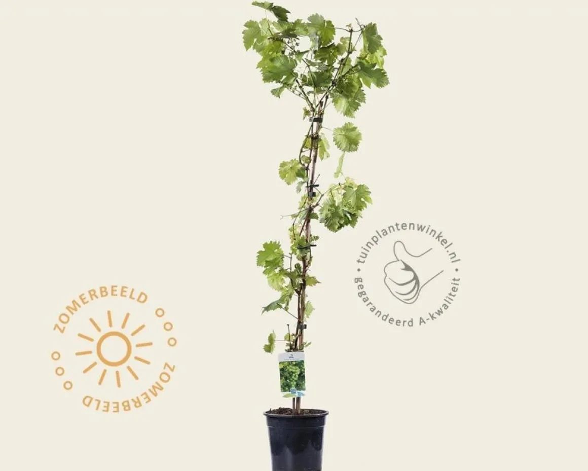 Vitis vinifera 'Vroege van der Laan'