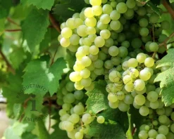 Vitis 'Vroege van der Laan' - XL