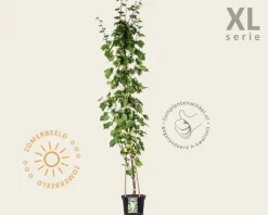 Vitis 'Vroege van der Laan' - XL