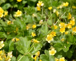 Waldsteinia geoides