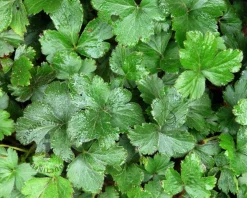 Waldsteinia ternata