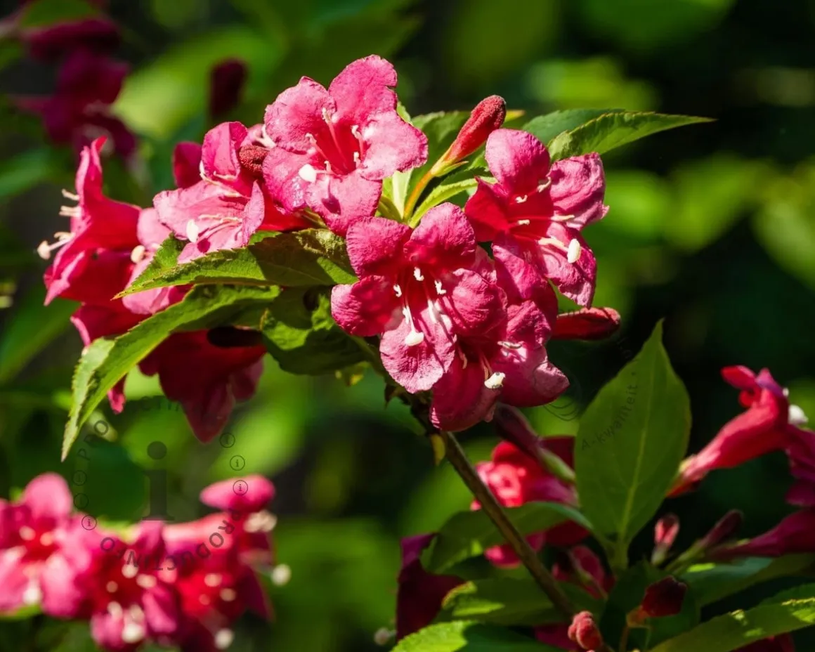 Weigela 'Bristol Ruby' - XL