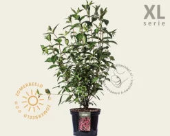 Weigela 'Bristol Ruby' - XL