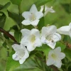 Weigela 'Candida'