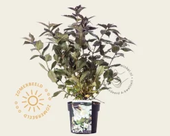 Weigela 'Ebony and Ivory'